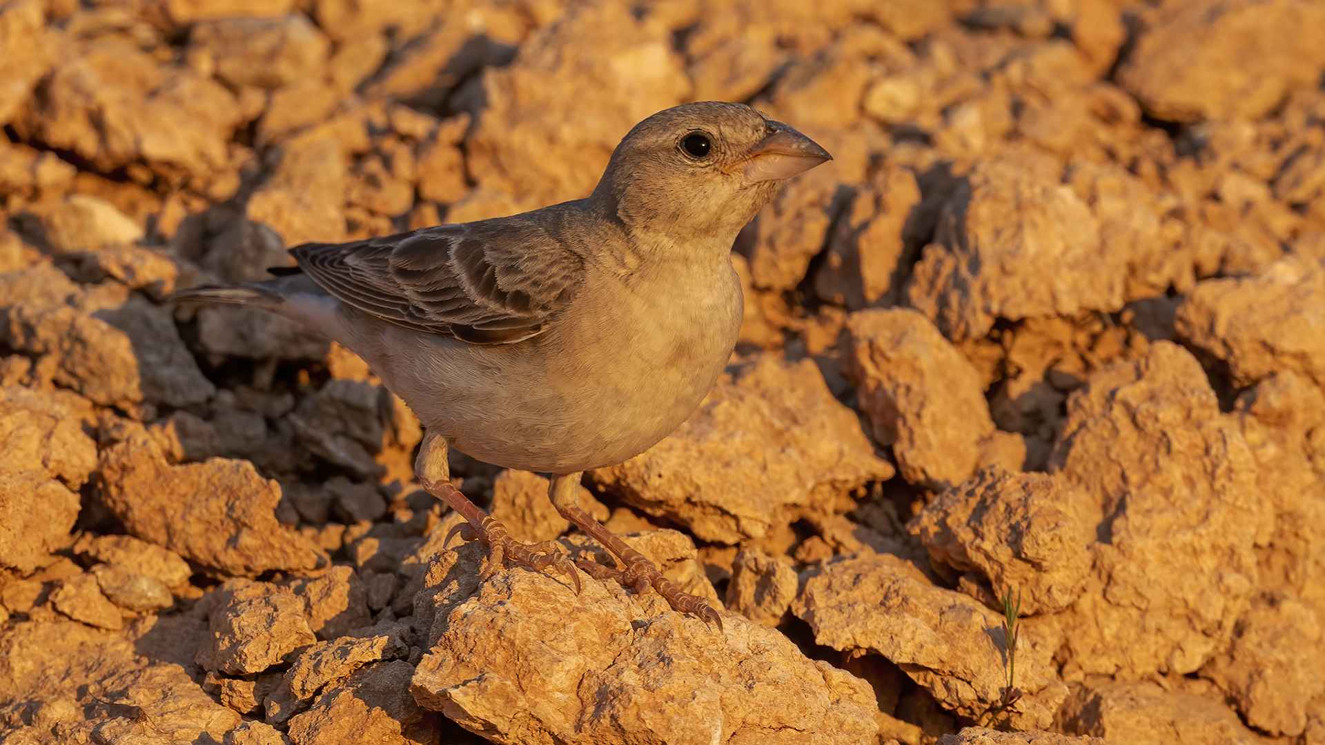 Pale Rockfinch